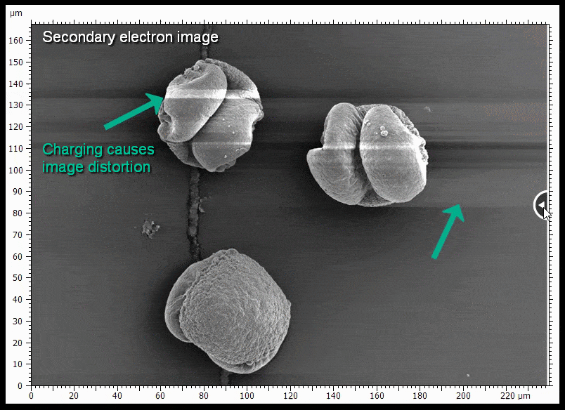 The sample shown is gold coated pine pollen, showing the secondary electron image and BSE image